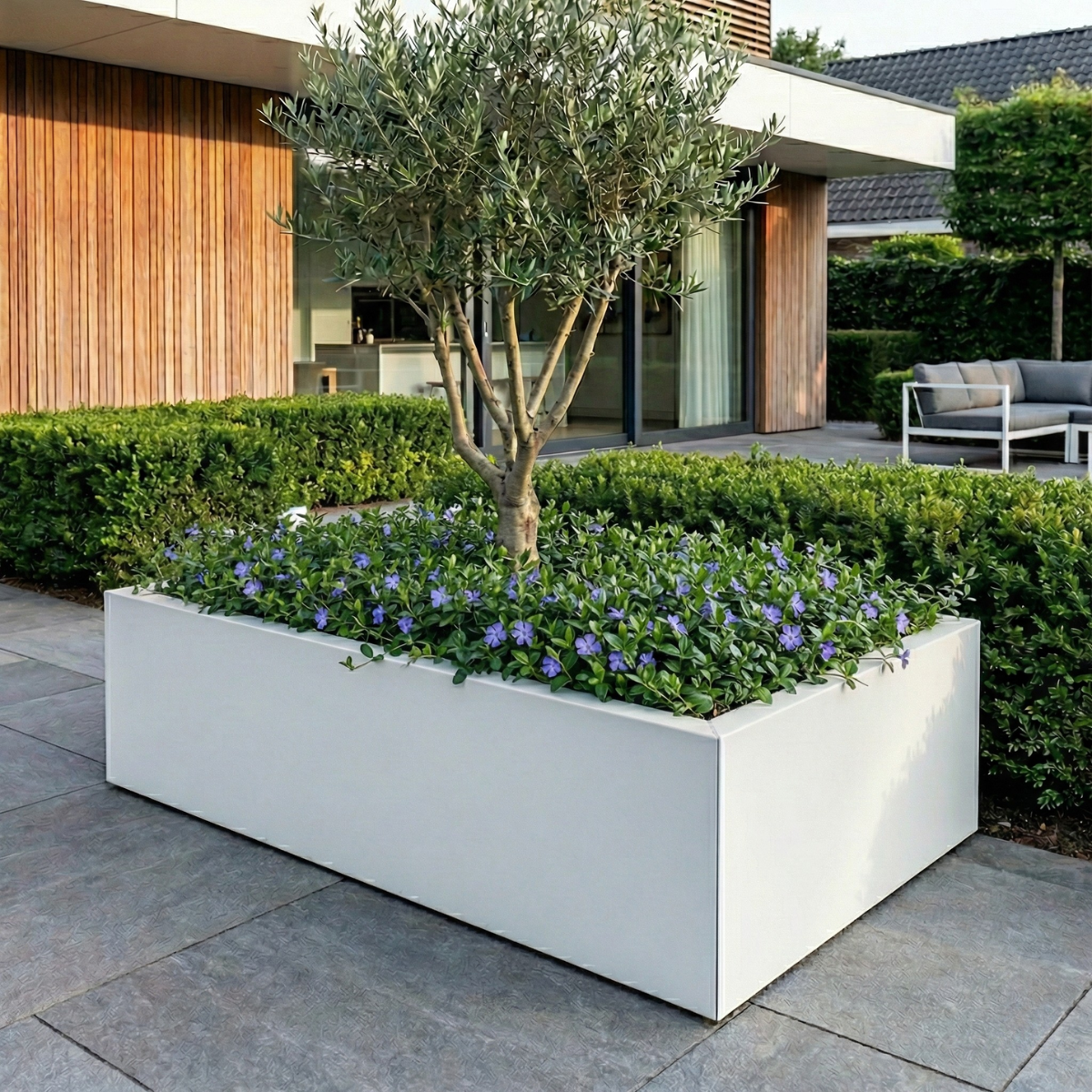 Witte plantenbak gevuld met een olijfboom en paarse maagdenpalm op een modern terras in een tuin.