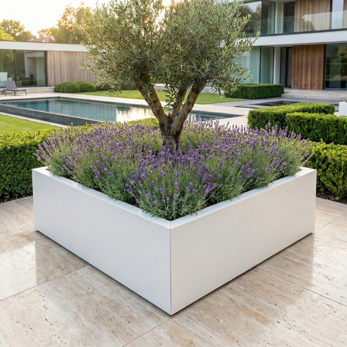 Grote witte plantenbak gevuld met een olijfboom en lavendel in een moderne tuin met een zwembad.