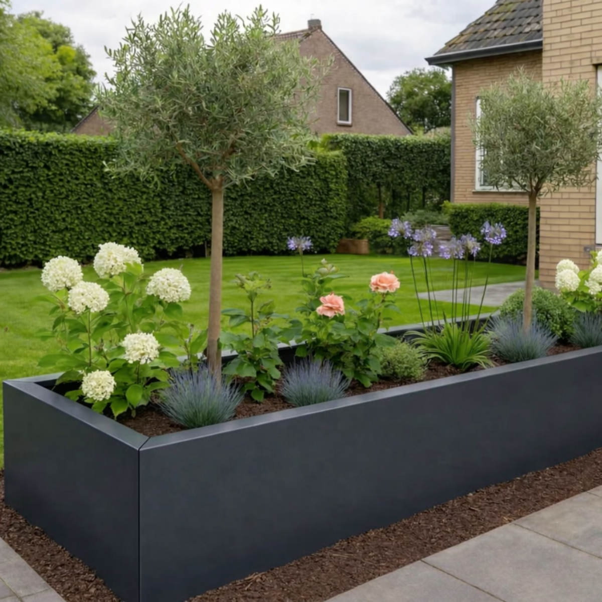 Lange antracietgrijze plantenbak gevuld met olijfbomen op stam en witte hortensia's in een moderne tuin met een groen gazon.