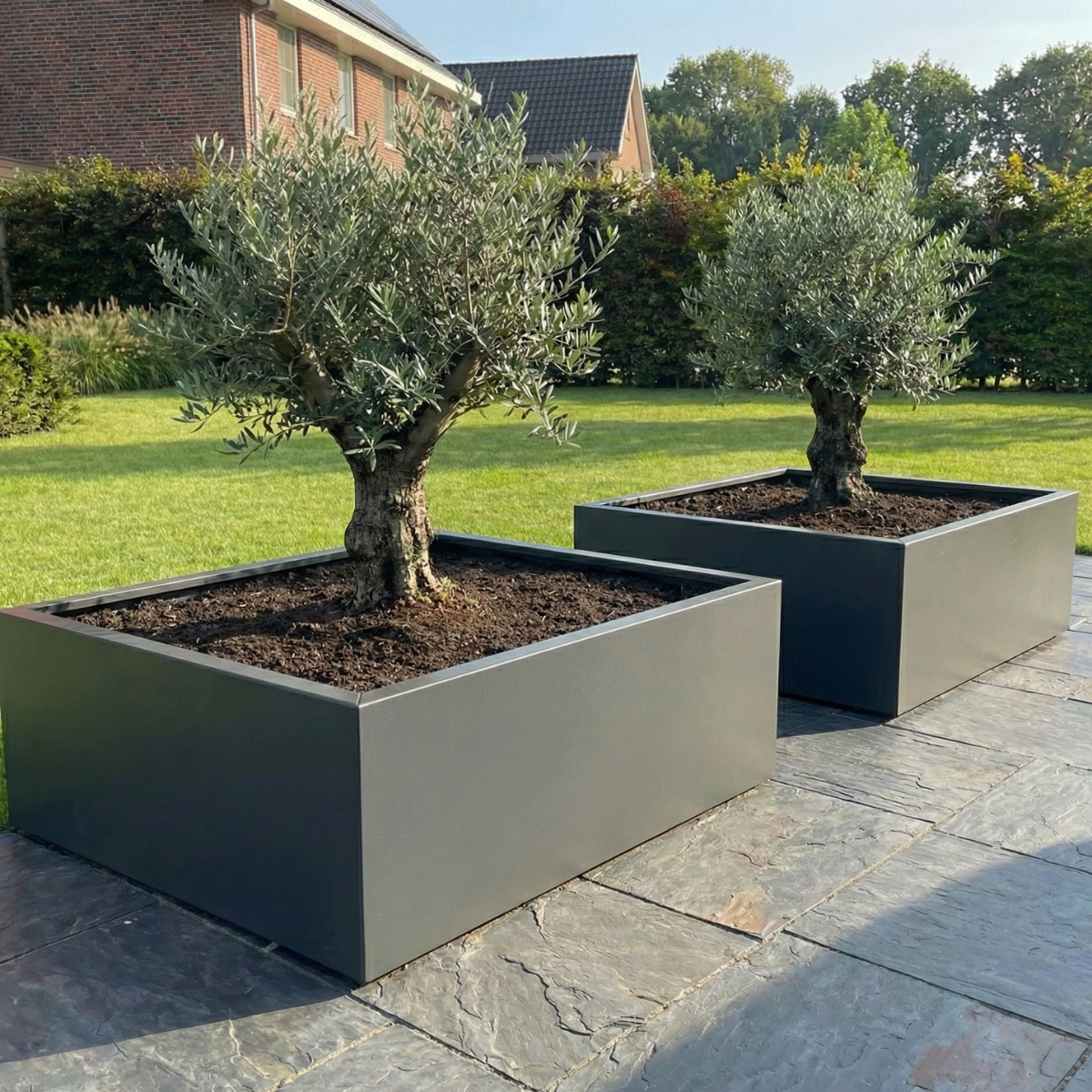 Twee grijze vierkante plantenbakken met olijfbomen op een terras van natuursteen in een tuin.
