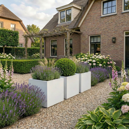 Drie witte vierkante plantenbakken gevuld met lavendel en een buxusbol op een grindpad in een sfeervolle voortuin bij een woning met een rieten dak.