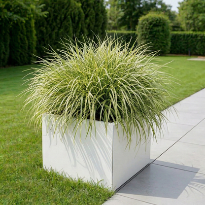 Witte vierkante plantenbak gevuld met bont siergras langs een betegeld pad in een sfeervolle tuin.