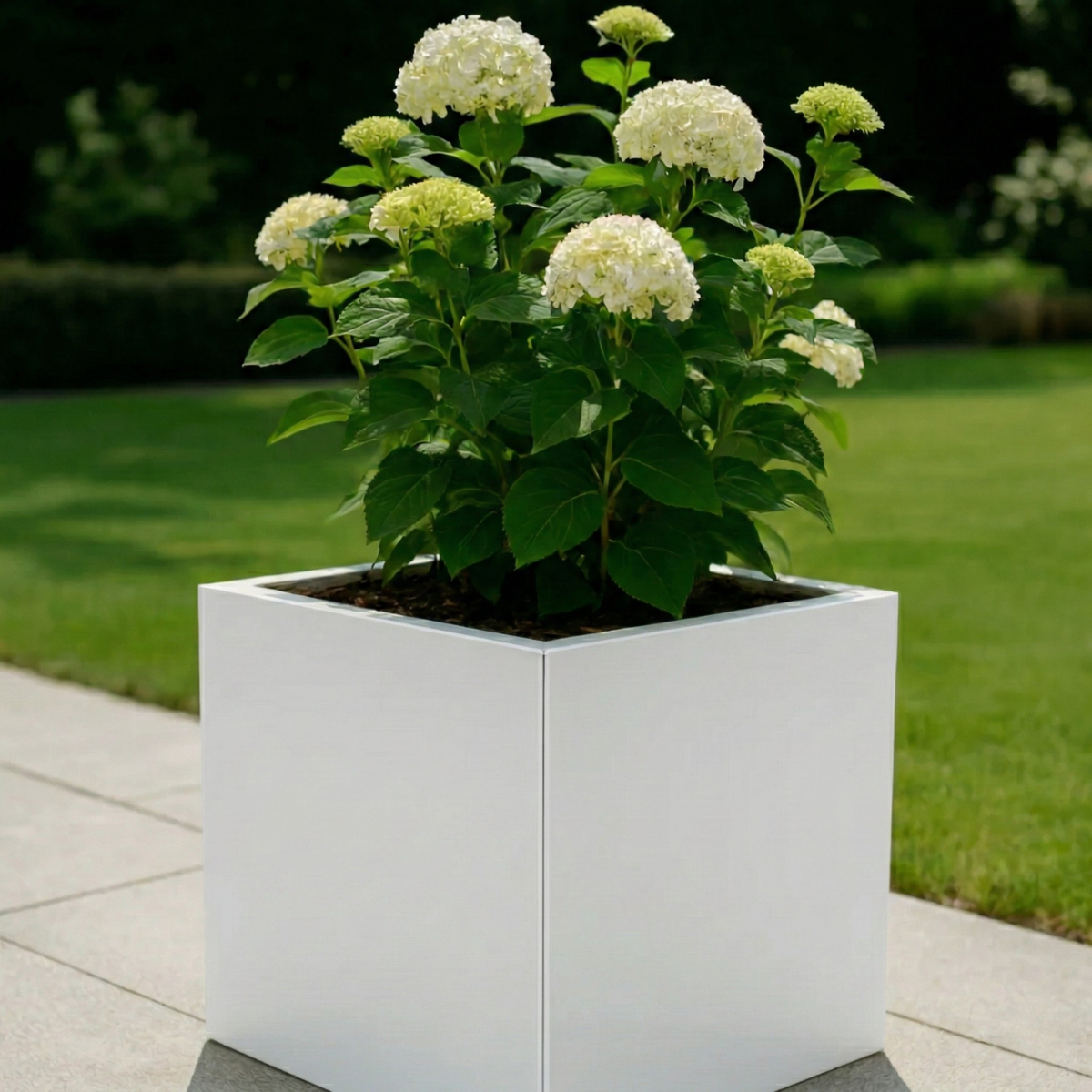 Witte vierkante plantenbak gevuld met bloeiende witte hortensia's op een terras in een sfeervolle tuin.