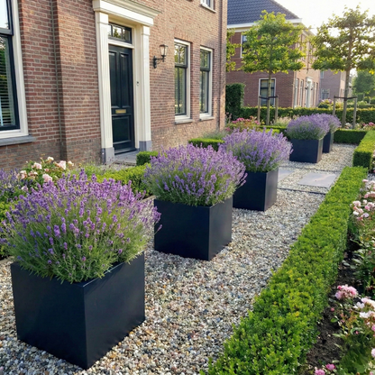 Zwarte vierkante plantenbakken gevuld met bloeiende lavendel op een grindpad in een sfeervolle voortuin.