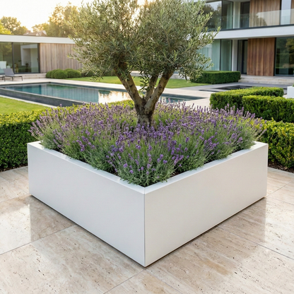 Grote witte plantenbak gevuld met een olijfboom en lavendel in een moderne tuin met een zwembad.