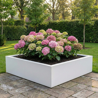 Grote vierkante witte plantenbak gevuld met gemengde roze en groengele hortensia's in een tuin.